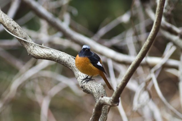 soku_10030.jpg :: 動物 鳥 野山の鳥 ジョウビタキ 