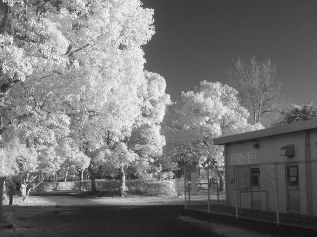 soku_10196.jpg :: 赤外線 風景 樹木 モノクロ 