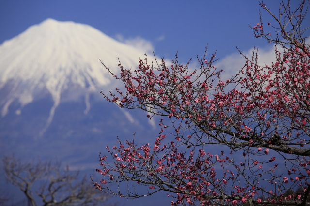 soku_10197.jpg :: 風景 自然 山 富士山 