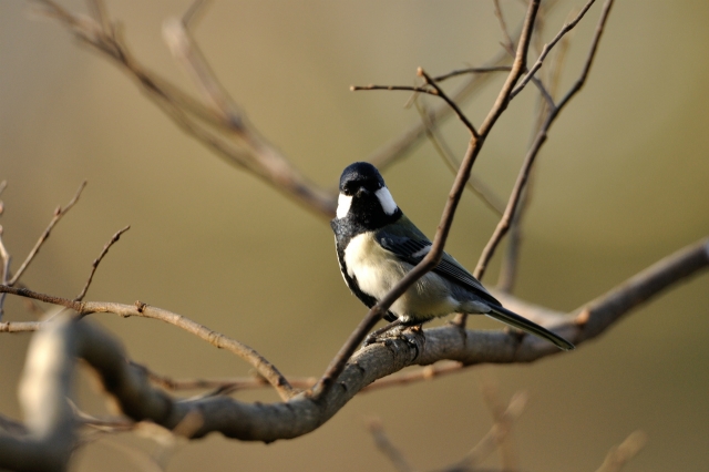 soku_10277.jpg :: 動物 鳥 