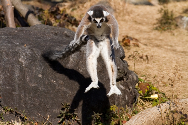 soku_10294.jpg :: 動物 ワオキツネザル のいち動物公園 