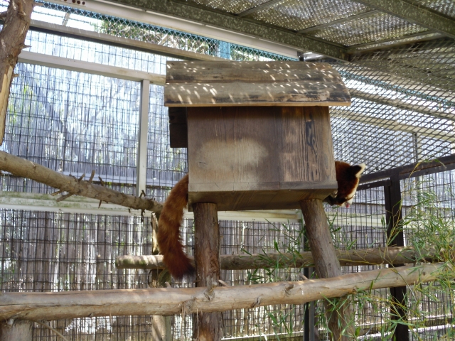 soku_10317.jpg :: 動物園 たぬき 