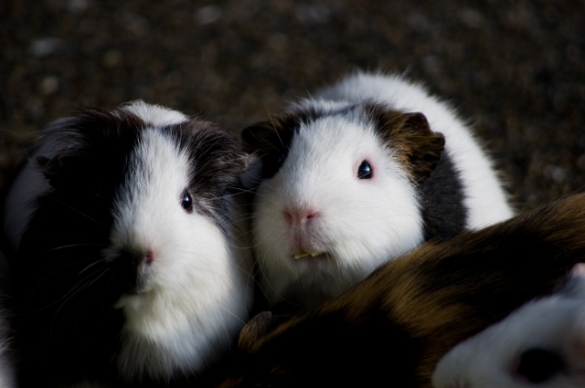 soku_10321.jpg :: 動物 モルモット のいち動物公園 