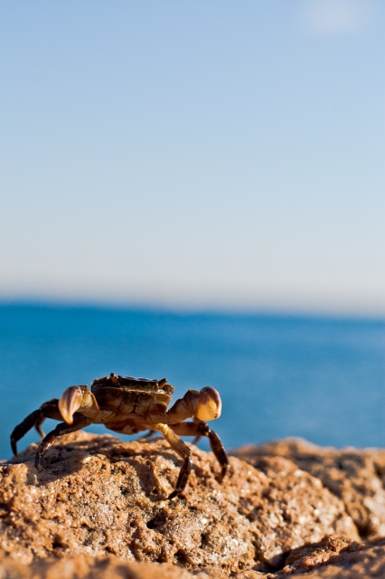 soku_10329.jpg :: 動物 海の生物 カニ 