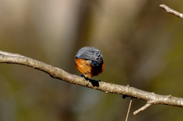 soku_10379.jpg :: 動物 鳥 野山の鳥 ヤマガラ 