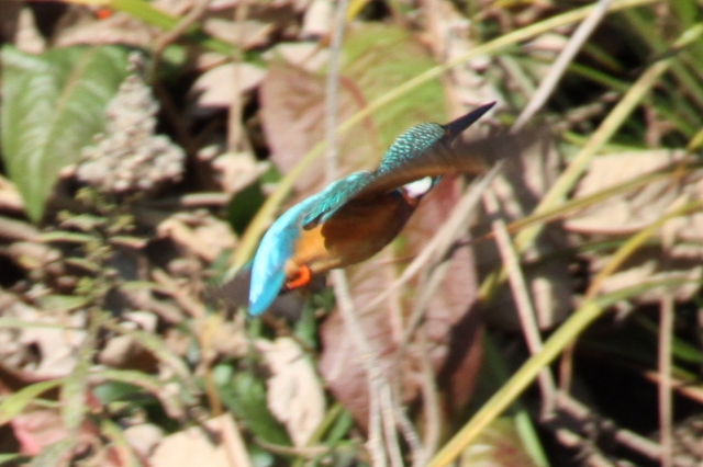 soku_10423.jpg :: 飛んでる鳥は難しい 動物 鳥 野山の鳥 カワセミ 