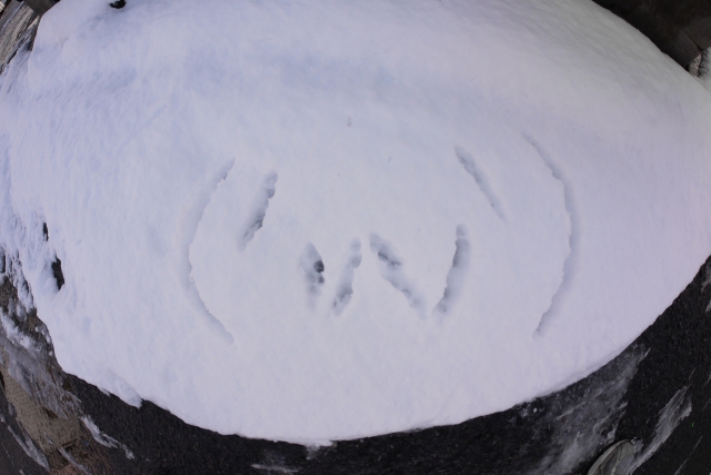 soku_10571.jpg :: 風景 自然 雪景色 雪遊び 