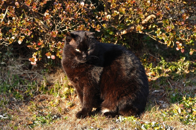soku_10582.jpg :: 動物 哺乳類 猫 ネコ 野良猫 