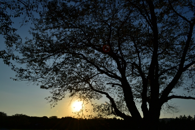 soku_10635.jpg :: 風景 自然 樹木 太陽 ローキー 