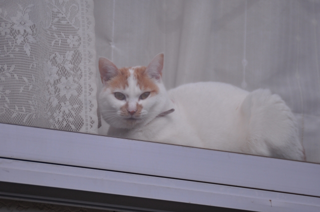 soku_10723.jpg :: 動物 哺乳類 猫 ネコ 窓際 
