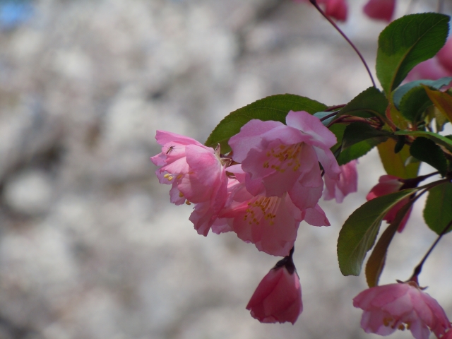 soku_10885.jpg :: 植物 花 桜 サクラ 