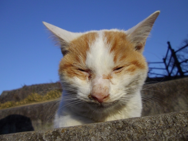 soku_10920.jpg :: 動物 哺乳類 猫 ネコ 眠いぉ 