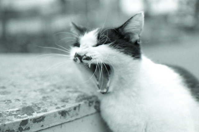 soku_10935.jpg :: 動物 哺乳類 猫 ネコ 眠いぉ あくび 