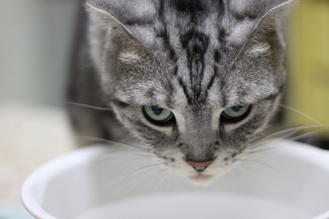 soku_10974.jpg :: 動物 哺乳類 猫 ネコ 子猫 ミルク 