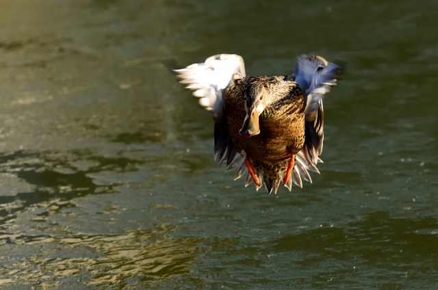 soku_11021.jpg :: 動物 鳥 鴨 カモ 飛びます飛びます 