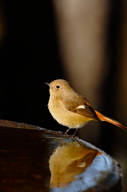 soku_11221.jpg :: 動物 鳥 野山の鳥 ジョウビタキ 