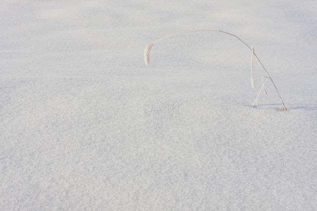 soku_11247.jpg :: 風景 自然 雪 霧氷 ネコジャラシ by Niigata 