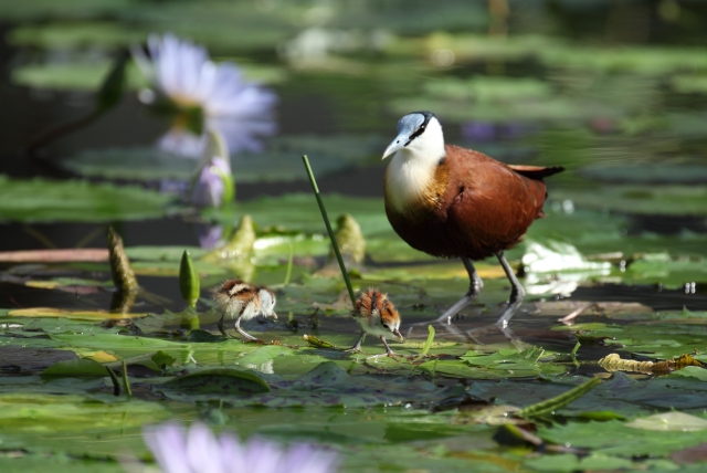 soku_11496.jpg :: 動物 鳥 アフリカレンカク 