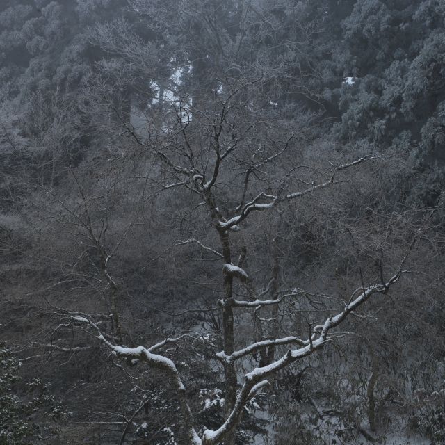 soku_11511.jpg :: 風景 自然 樹木 枯れ木 スクエアフォーマット 