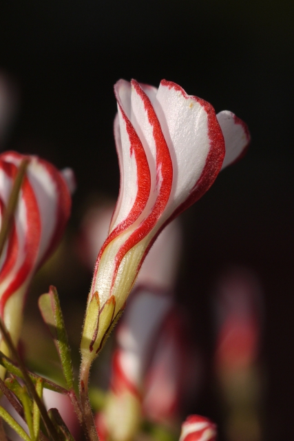 soku_11650.jpg :: 植物 花 