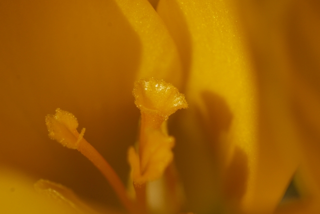 soku_11676.jpg :: 植物 花 クロッカス 