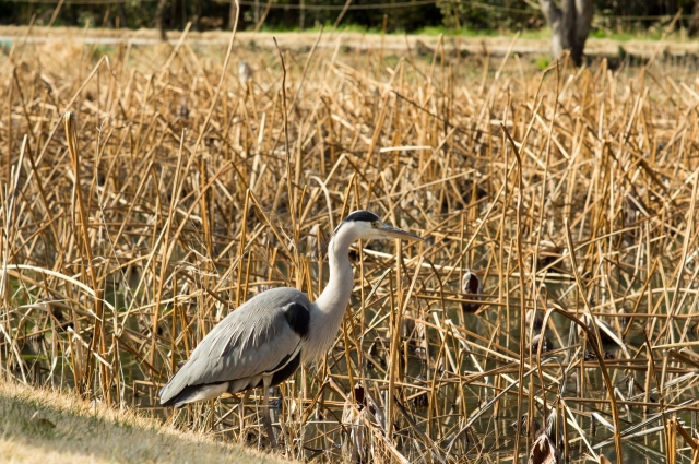 soku_11760.jpg :: 動物 鳥 野山の鳥 アオサギ 