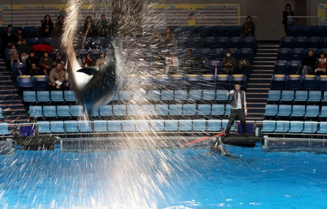 soku_11796.jpg :: 水族館 イルカショー ジャンプ 水 水しぶき 