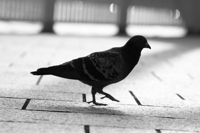 soku_11854.jpg :: 動物 鳥 鳩 ハト 