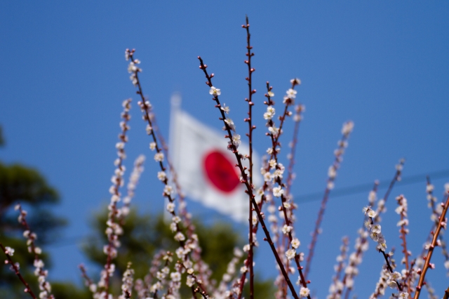 soku_11921.jpg :: 植物 花 梅 日の丸 日章旗 国旗 