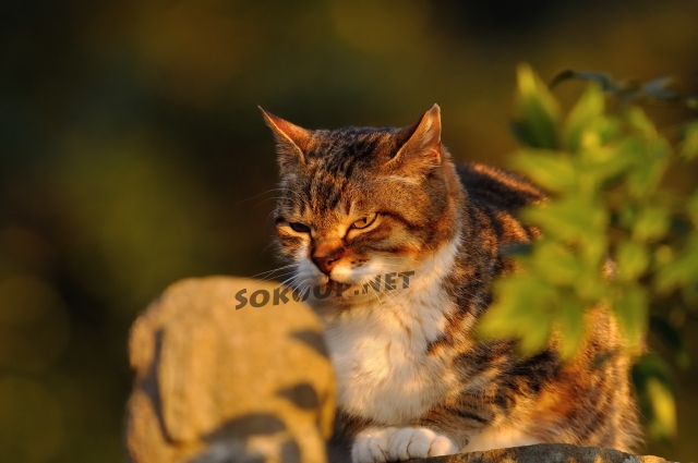 soku_11966.jpg :: 動物 哺乳類 猫 ネコ 
