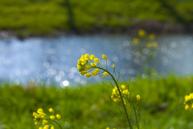 soku_12238.jpg :: 植物 花 菜の花 