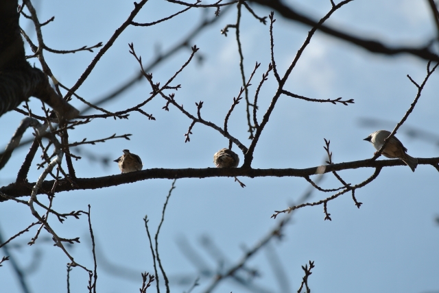 soku_12364.jpg :: 動物 鳥 野山の鳥 