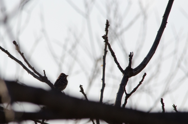 soku_12373.jpg :: 動物 鳥 野山の鳥 カシラダカ 