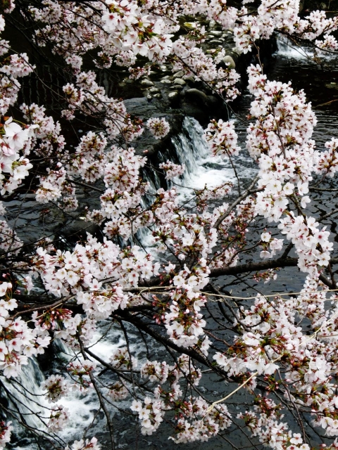 soku_12497.jpg :: PowerShotS95 風景 自然 水分 植物 花 桜 サクラ 川 