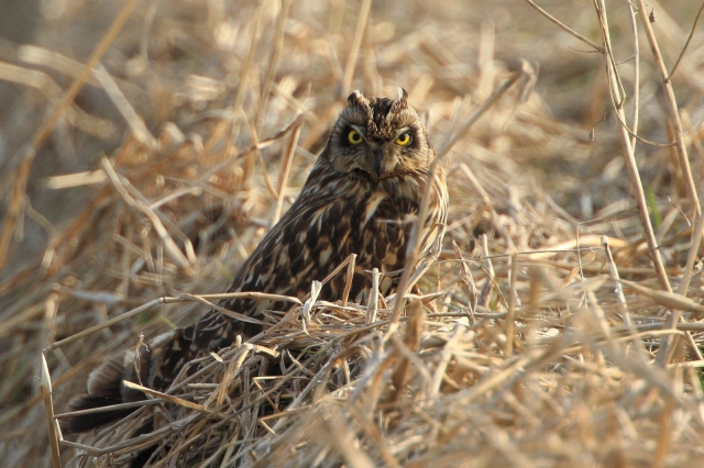 soku_12502.jpg :: 動物 鳥 コミミズク by Niigata 