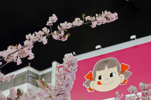 soku_12545.jpg :: 夜桜 河津桜 植物 花 桜 サクラ 