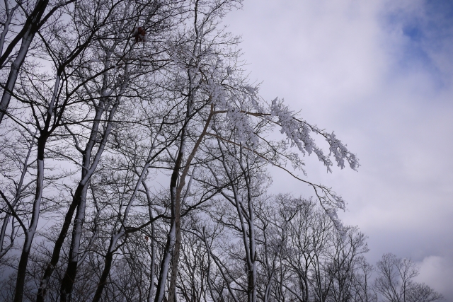 soku_12554.jpg :: 奥多摩 風景 自然 雪景色 森林 雑木林 