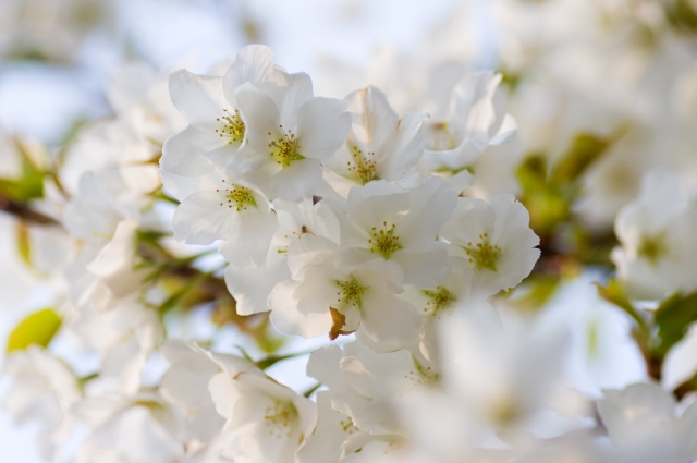 soku_12566.jpg :: 植物 花 桜 