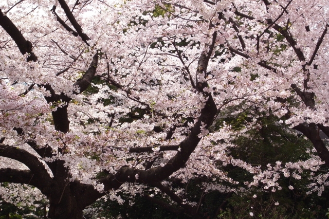 soku_12597.jpg :: 植物 花 桜 サクラ 