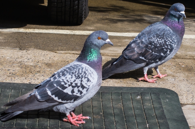 soku_12613.jpg :: 動物 鳥 鳩 ハト 