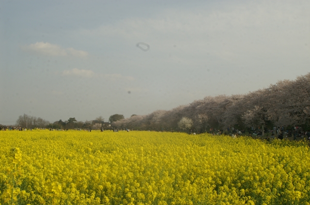 soku_12704.jpg :: 花 桜 菜の花 埼玉県幸手市 権現堂桜堤 