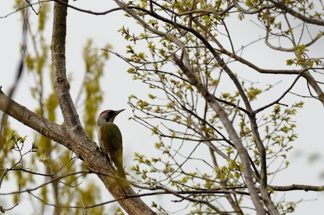 soku_12760.jpg :: 動物 鳥 野山の鳥 アオゲラ 