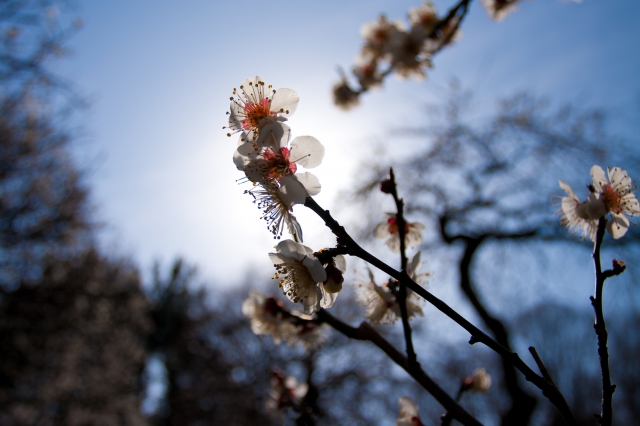 soku_12762.jpg :: 深大植物公園 植物 梅 (^_^) 