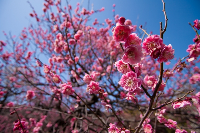 soku_12763.jpg :: 深大植物公園 植物 梅 (^_^) 