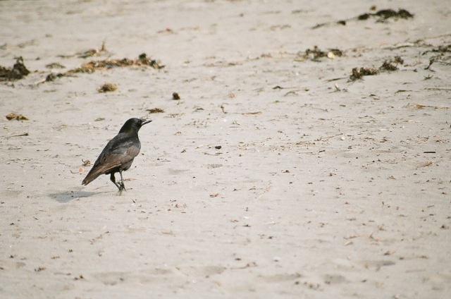 soku_12840.jpg :: 動物 鳥 野山の鳥 フィルム 銀塩 