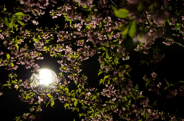 soku_12901.jpg :: 植物 花 桜 サクラ 夜景 夜桜 寒桜 