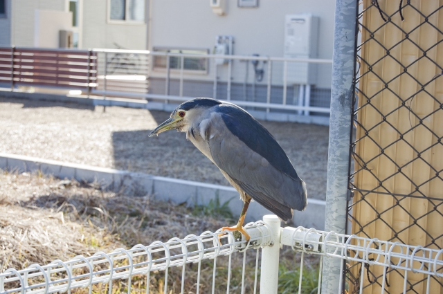 soku_12903.jpg :: 鳥成分 動物 鳥 