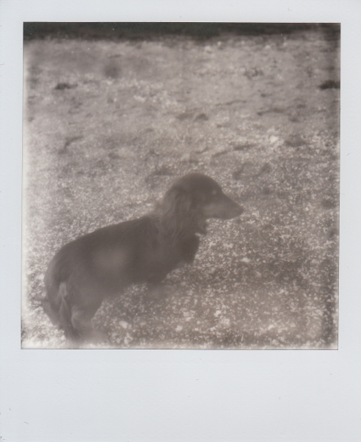 soku_12926.jpg :: ダックスフンド 動物 哺乳類 犬 イヌ ポラロイド インスタントフイルム 白黒 モノクロ 