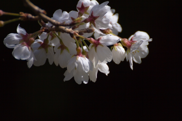 soku_12966.jpg :: 植物 花 桜 ソメイヨシノ 