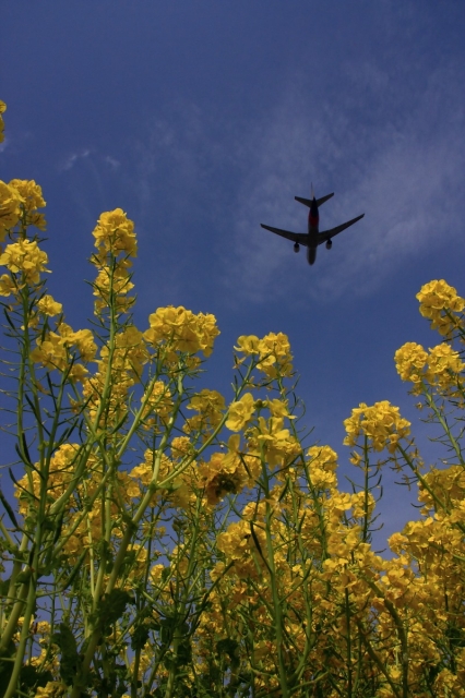 soku_12969.jpg :: 植物 花 菜の花 乗り物 交通 航空機 飛行機 旅客機 